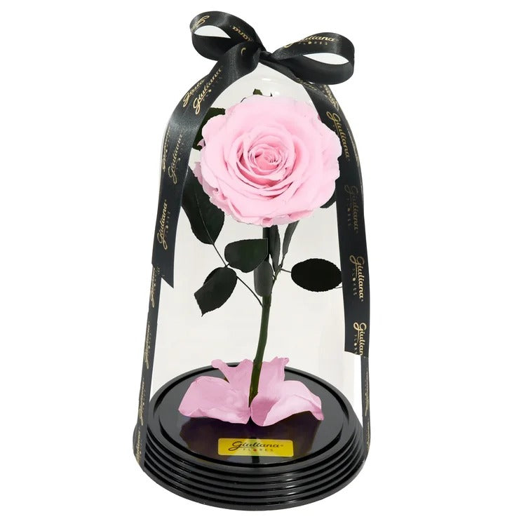 Fabulosa Rosa Encantada Cor de Rosa