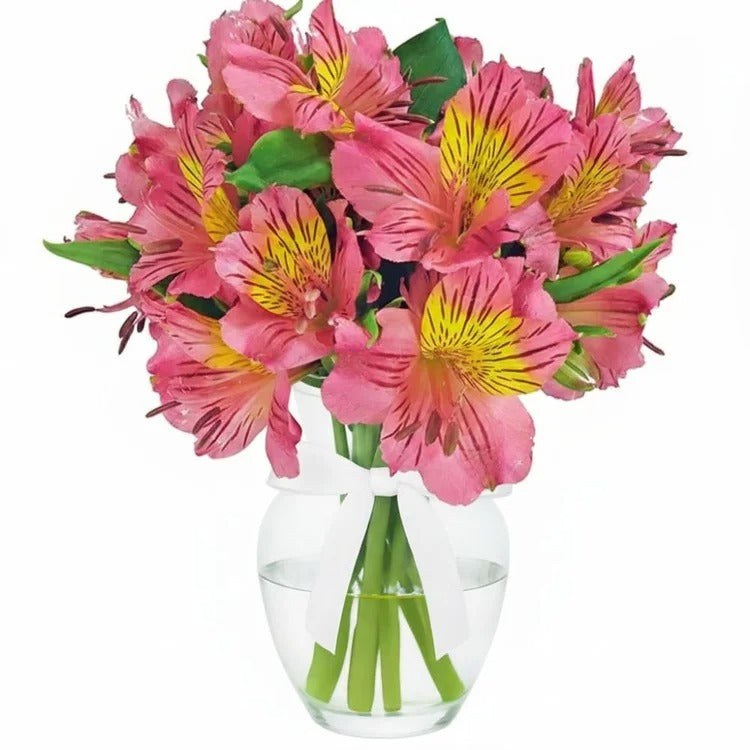 Admiração de Astromélias Cor Rosa no Vaso