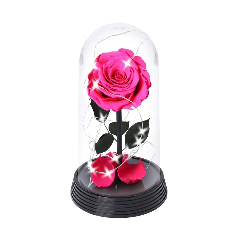 A Bela Rosa Encantada Estrelada Pink