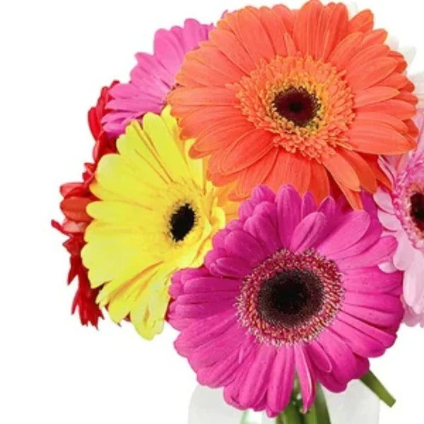 Arranjo de Gérberas Coloridas Lembrei de Você