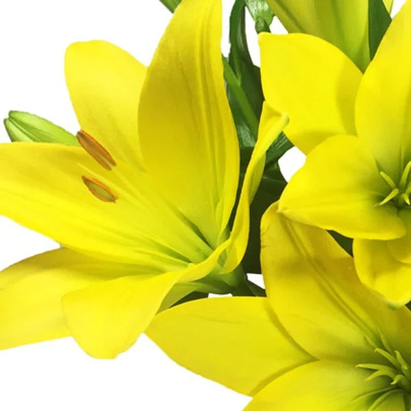 Surpresa de Lírios Amarelos
