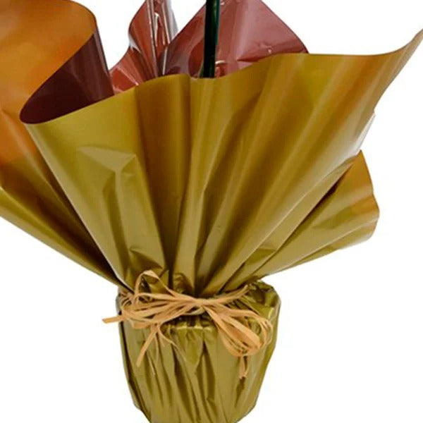 Orquídea Phalaenopsis Plantada