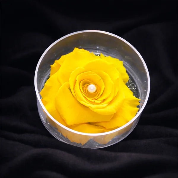 Carisma de Rosa Encantada Amarela