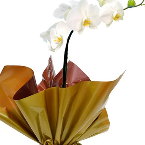 Orquídea Phalaenopsis Plantada