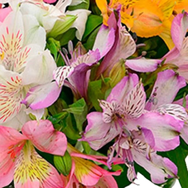 Luxuosas Astromélias Coloridas no Vaso