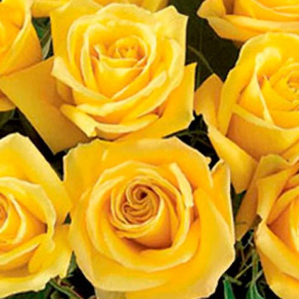 Luxuosas 24 Rosas Amarelas no Vaso