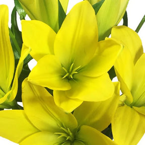 Surpresa de Lírios Amarelos