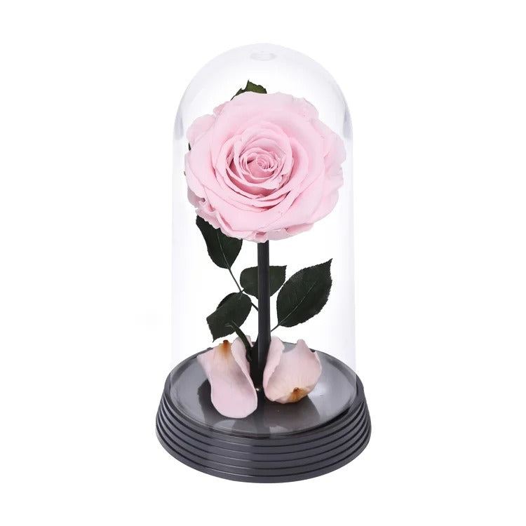 A Bela Rosa Encantada Cor de Rosa