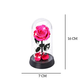 A Bela Rosa Encantada Estrelada Pink
