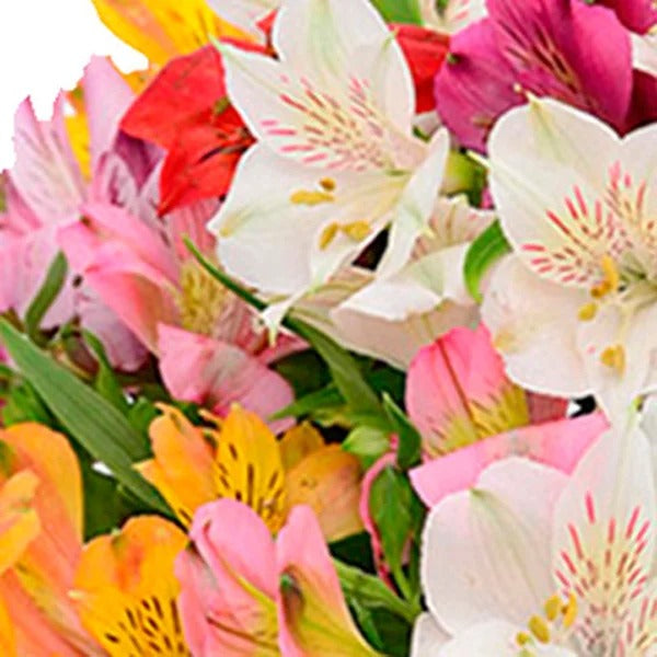 Luxuosas Astromélias Coloridas no Vaso