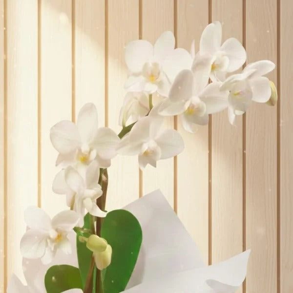 Mini Orquídea Rara e Caixa de Bombons Lindt