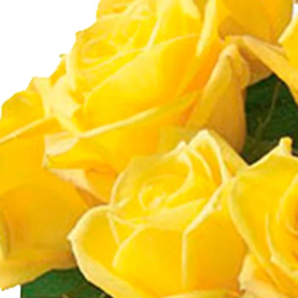 Luxuosas 24 Rosas Amarelas no Vaso