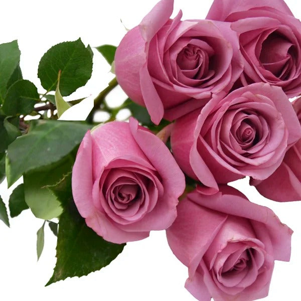 Buquê de 6 Rosas Lilás