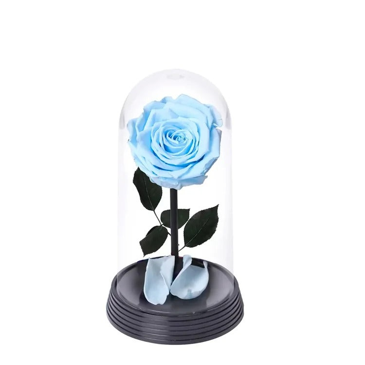 A Bela Rosa Encantada Azul Claro