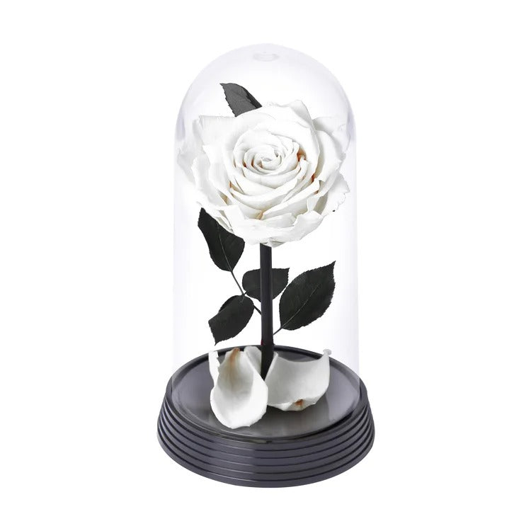 A Bela Rosa Encantada Branca