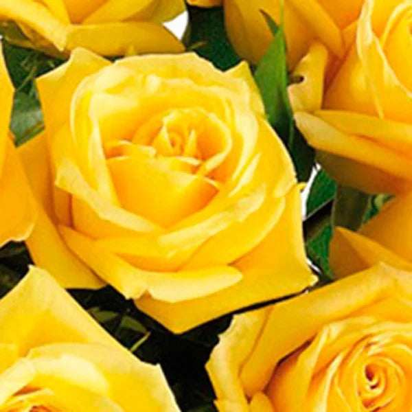 Luxuosas 12 Rosas Amarelas no Vaso