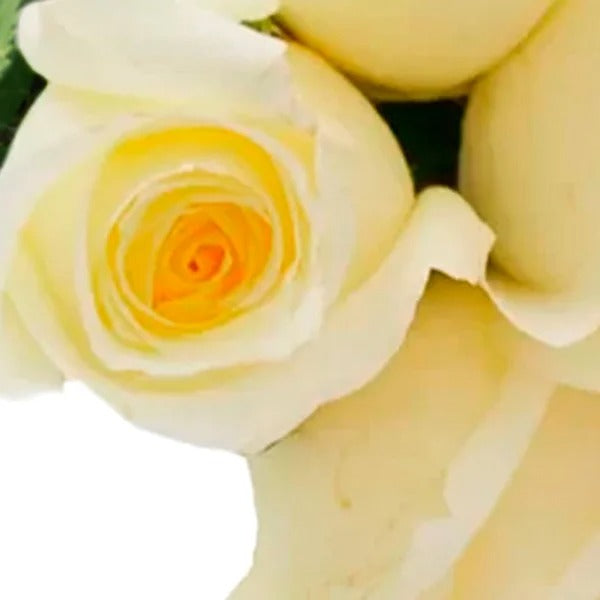 Buquê de 6 Rosas Brancas